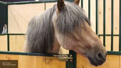 Антитела лошадей используют для создания лекарства от коронавируса в США