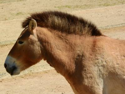 Умершую около 40 лет назад лошадь Пржевальского клонировали в США
