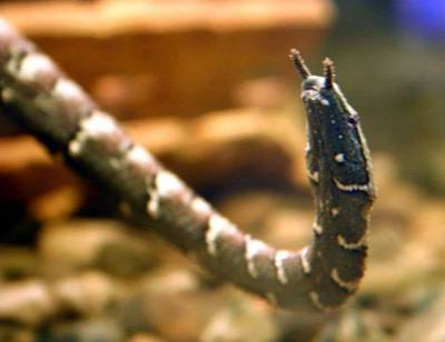 Водяная щупальценосая змея еще один представитель ужей