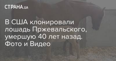 В США клонировали лошадь Пржевальского, умершую 40 лет назад. Фото и Видео