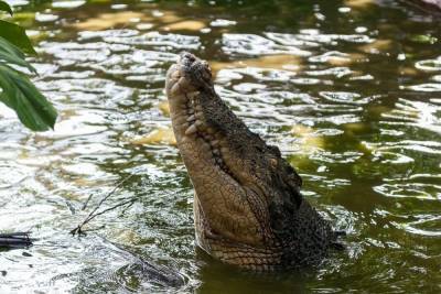 Купаться запрещено: в Германии полиция ищет замеченного жителями крокодила