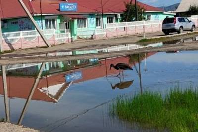 Краснокнижный чёрный аист прогулялся по улицам села в Забайкалье