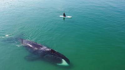 Клуб "Бумеранг" посмотрел, как киты и люди находят гармонию
