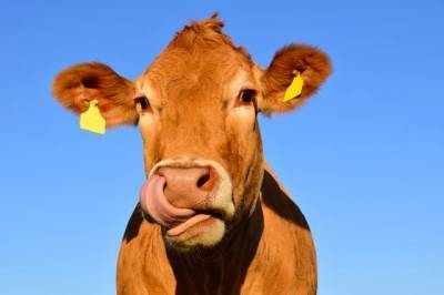 Вакцинация коров от узелкового дерматита началась в Хабаровске