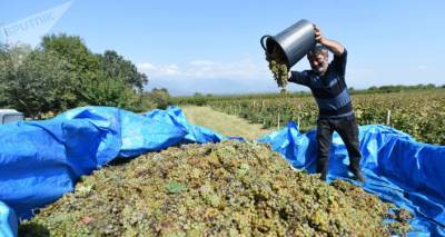 Ртвели 2020: на заводы для переработки сдано 7,5 тысячи тонн винограда
