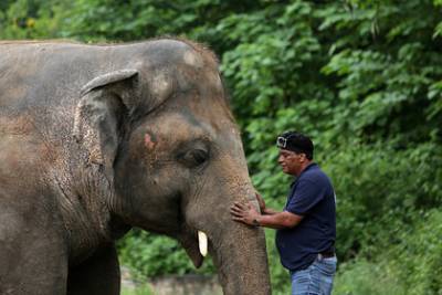 Жившему в маленьком вольере «самому грустному слону» нашли новый дом
