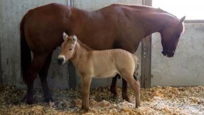 В США появился на свет клон лошади Пржевальского, умершей 40 лет назад