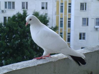 Гадят и сбрасывают кирпичи на прохожих: В Лисичанске голуби оккупировали крыши домов