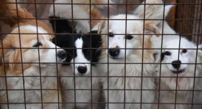 В Литве начался скандал вокруг тюрьмы для украденных собак