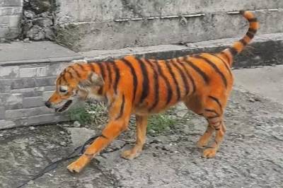 Зоозащитники разыскивают «художника» и расписанного им «тигропса»