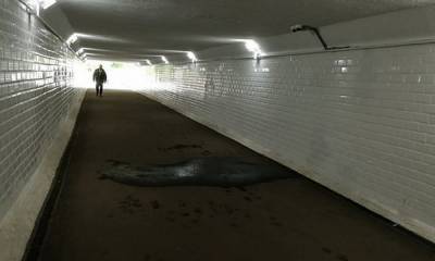В Петрозаводске отремонтированный 2 месяца назад тоннель начал протекать