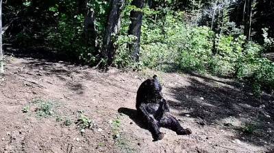 Тепленькая пошла! Медведь обожает расслабляться под душем - видео