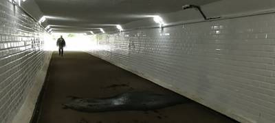 Отремонтированный подземный переход у вокзала Петрозаводске "дал течь"