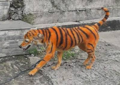 Зоозащитники просят помочь найти вандала, который раскрасил бездомного пса под тигра