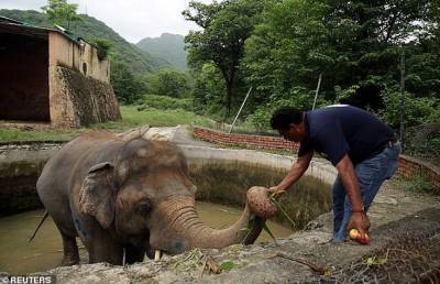 Жившему в маленьком вольере «самому одинокому слону» нашли новый дом