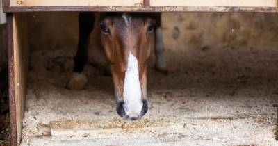 В США клонировали умершую в 1998 году лошадь Пржевальского