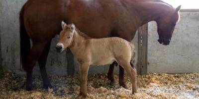 Ученые в США клонировали умершую 22 года назад лошадь Пржевальского