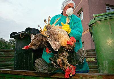 В Тюменской области в 10 очагах птичьего гриппа уничтожат его носителей
