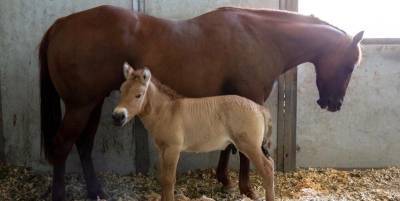В США клонировали коня Пржевальского: жеребёнка назвали Куртом