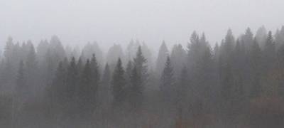 Власти Карелии объявили леса на юге Заонежского полуострова памятником природы