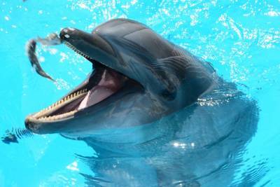 В Петербурге возобновляет работу дельфинарий