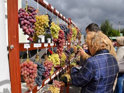 В Южноуральске состоялся праздник, посвященный сбору винограда