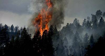 В Латвии за лето сгорело более 200 гектаров леса