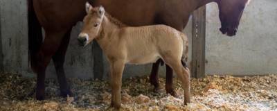 В США ученые клонировали умершую 20 лет назад лошадь Пржевальского