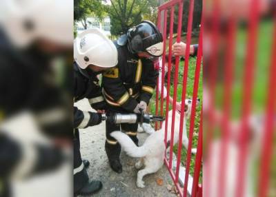 В Подмосковье спасатели освободили собаку, которая застряла в ограждении школы