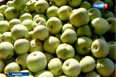 20 кг с одного дерева: в Куйбышевском районе приступили к сбору яблок