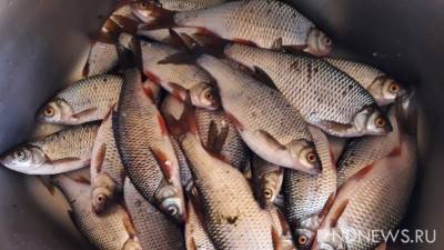 Госдума решит, позволить ли рыбакам-любителям торговать рыбой