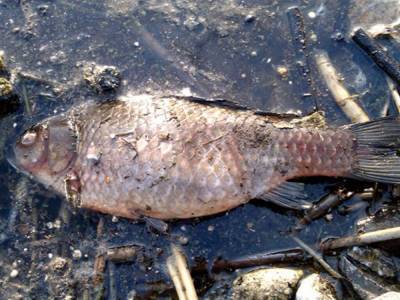 В Украине зафиксирована массовая гибель рыбы на заповедных территориях