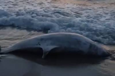 Мертвых дельфинов стало выбрасывать на одесское побережье: видео облетело сеть