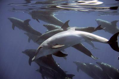 ОНФ Краснодарского края попросит правительство РФ разработать программу защиты дельфинов