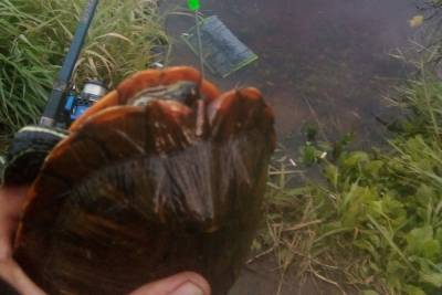 В Тверской области рыбак поймал в Волге краснокнижную черепаху