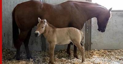Умершую 20 лет назад лошадь Пржевальского клонировали в США: видео