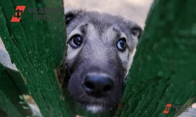 В Ханты-Мансийске решили вопрос по строительству приюта для собак