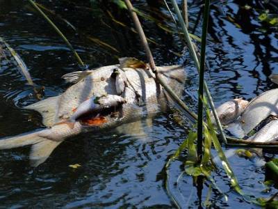 Реку в Ленобласти покрыла пена, тина и мертвая рыба (видео)