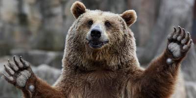 В Турции на вышке связи сняли медведя с коробкой на голове