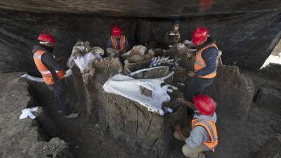 На месте будущего аэропорта Мехико найдены сотни скелетов мамонтов