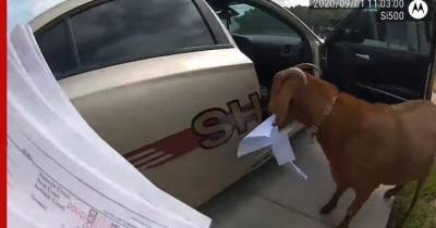 В США козел проник в полицейскую машину и украл документы