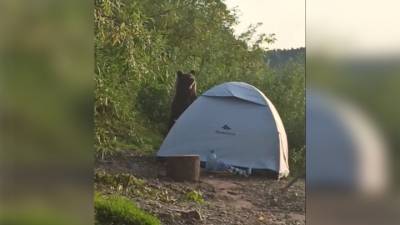 Медведь уничтожил палатку на глазах у туристов и попал на видео