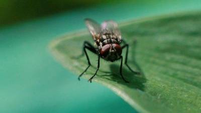 «Реветь хочется!» — мухи атаковали жителей поселка в Челябинской области