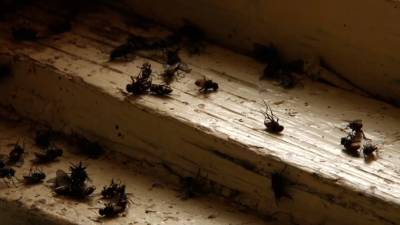 Жителей Челябинской области атаковали тучи насекомых.
