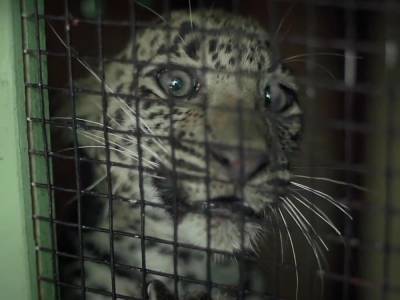 Спасатели вернули самке леопарда детеныша, который угодил в колодец