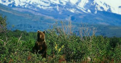 Камчатку захлестнула волна жестоких убийств медведей