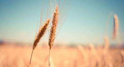 Bloomberg: Россия и Украина захватывают мировой рынок пшеницы