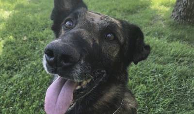 Не хныкал и не скулил: полицейская собака в США выжила после девяти ножевых ранений