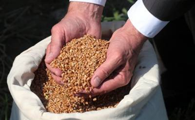 Bloomberg (США): конкуренция на рынке пшеницы растет, и Украина начинает ее продавать Саудовской Аравии