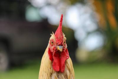 Россельхознадзор предупреждает об ухудшении ситуации с гриппом птиц